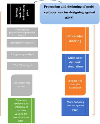 Integrativesubtractive proteomics, immunoinformatics, docking, and simulation approaches reveal candidate vaccine against Sin Nombre orthohantavirus